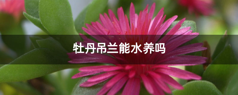 牡丹吊蘭能水養嗎 牡丹吊蘭能水養嗎