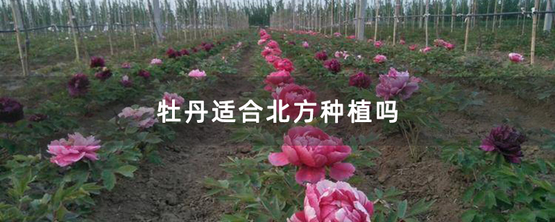 牡丹適合北方種植嗎 牡丹適合北方種植嗎