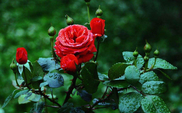 月季花 月季花