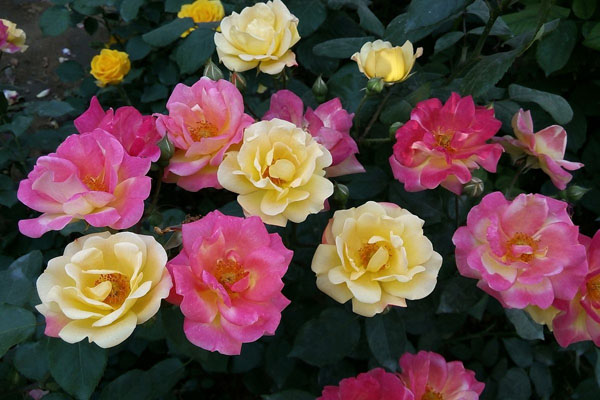 月季花 月季花