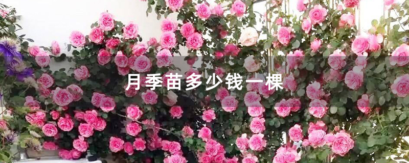 月季苗多少錢一棵 月季苗多少錢一棵