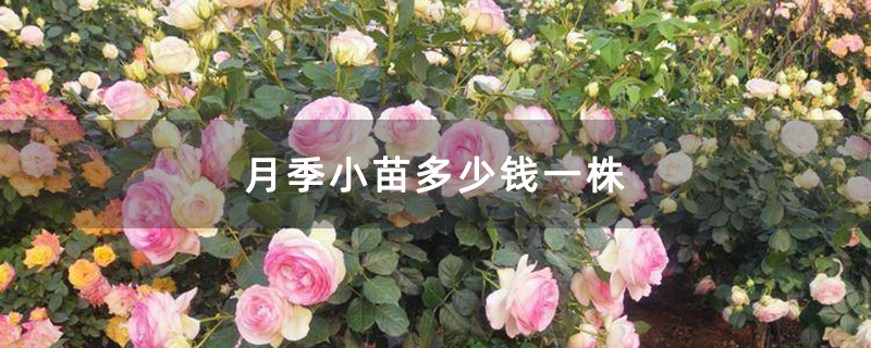 月季小苗多少錢一株 月季小苗多少錢一株
