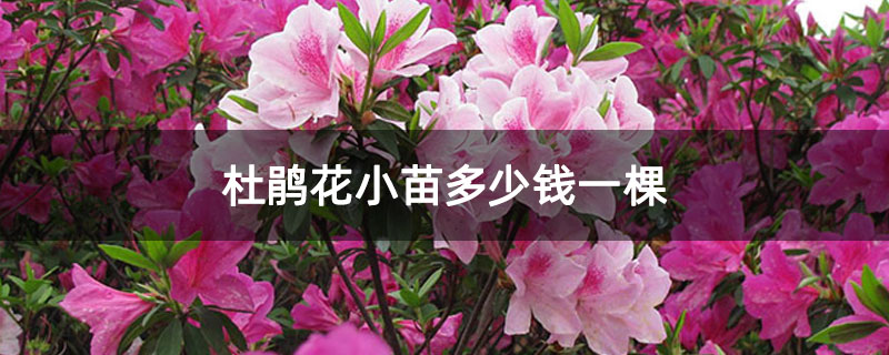 杜鵑花小苗多少錢一棵 杜鵑花小苗多少錢一棵