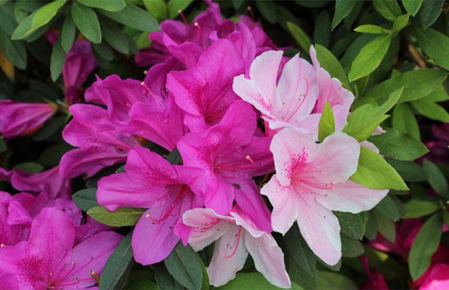 杜鵑花 杜鵑花