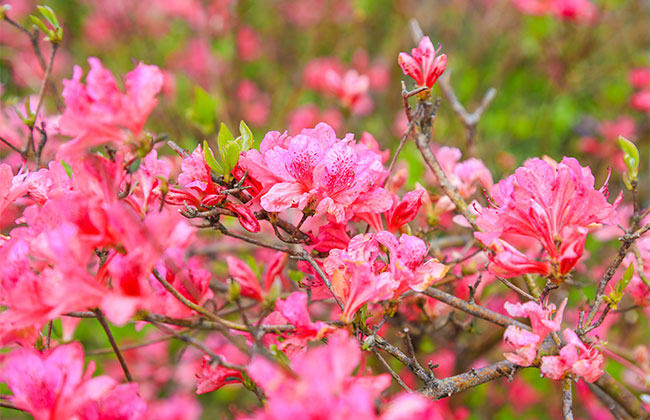 杜鵑花 杜鵑花