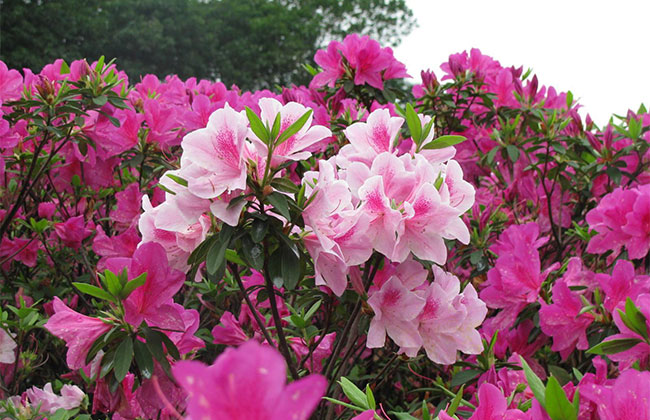 杜鵑花 杜鵑花
