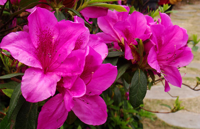 杜鵑花 杜鵑花