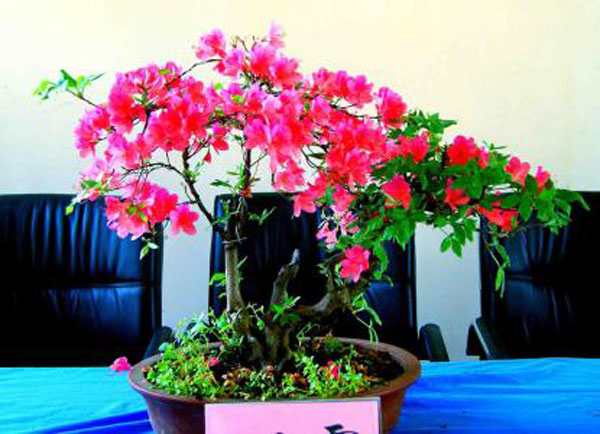 杜鵑花盆栽5.jpg