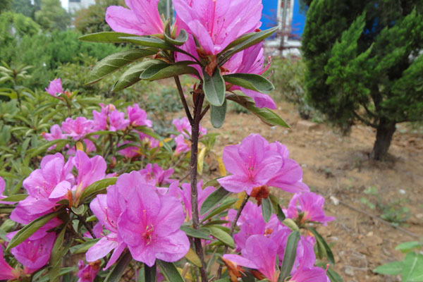 杜鵑花4.jpg