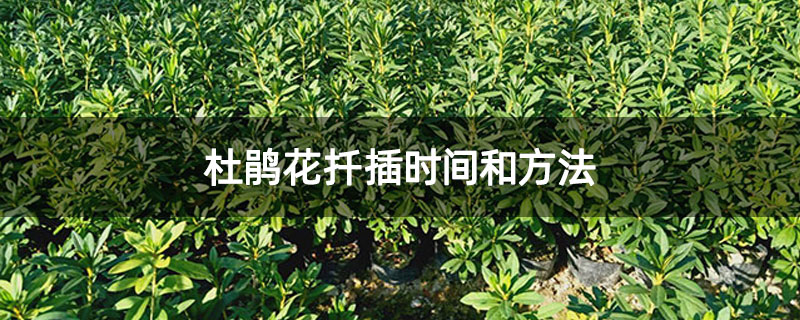 杜鵑花扦插時間和方法