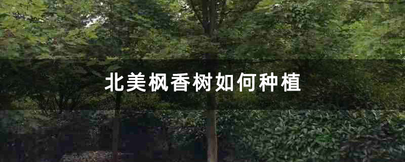 北美楓香樹如何種植 北美楓香樹如何種植