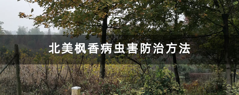 北美楓香樹 北美楓香樹