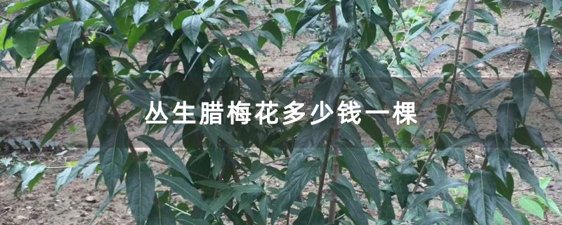 叢生臘梅花多少錢一棵 叢生臘梅花多少錢一棵