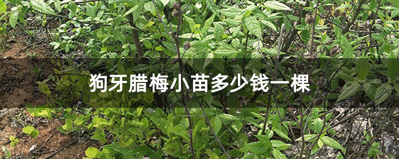 狗牙臘梅小苗多少錢一棵 狗牙臘梅小苗多少錢一棵