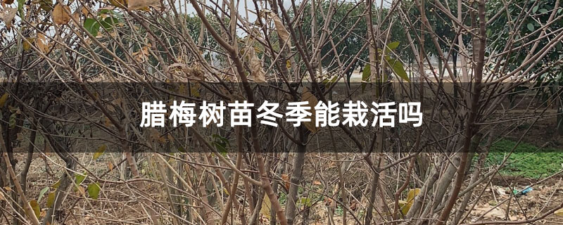 臘梅樹苗冬季能栽活嗎 臘梅樹苗冬季能栽活嗎