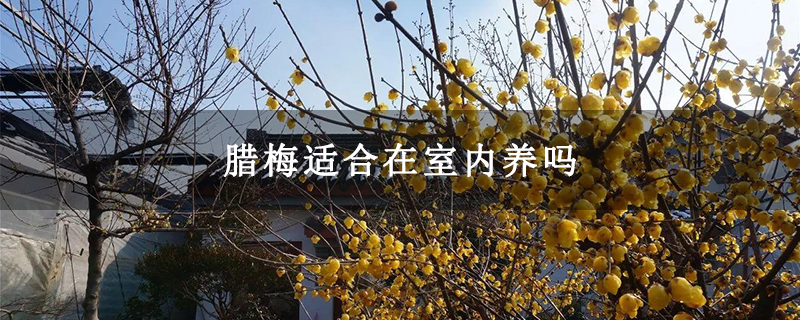 臘梅適合在室內養嗎 臘梅適合在室內養嗎