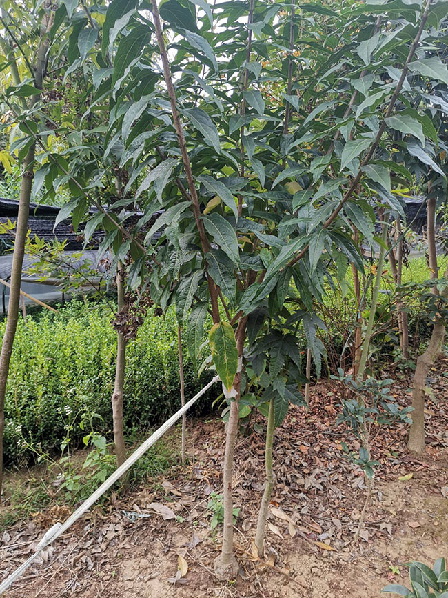 臘梅樹多少錢一棵?2020年最新臘梅苗價格