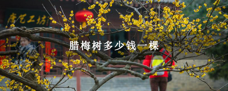 臘梅樹多少錢一棵 臘梅樹多少錢一棵