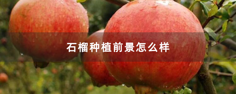 石榴種植前景怎么樣 石榴種植前景怎么樣