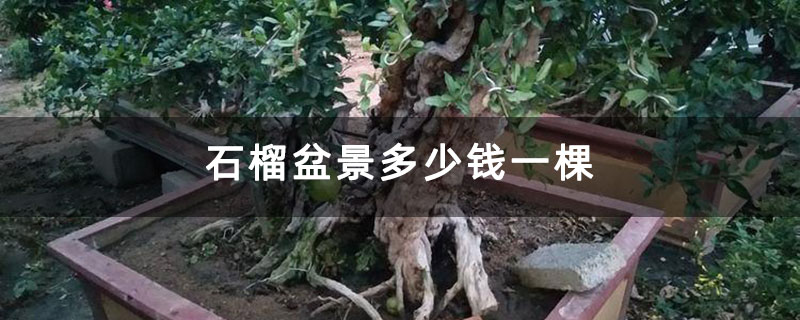 石榴盆景多少錢一棵 石榴盆景多少錢一棵