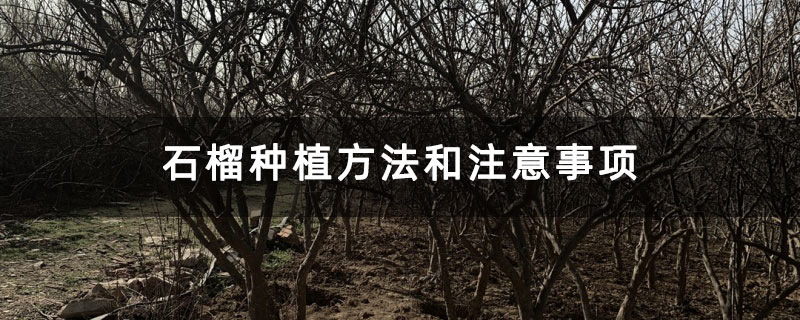 石榴種植方法和注意事項 石榴種植方法和注意事項