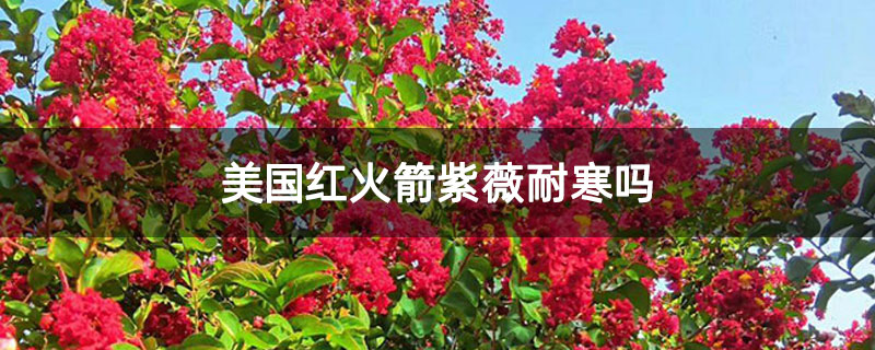 美國紅火箭紫薇耐寒嗎 美國紅火箭紫薇耐寒嗎