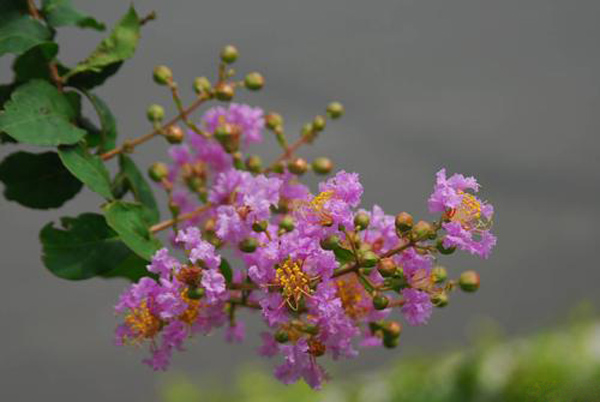 紫薇花 紫薇花