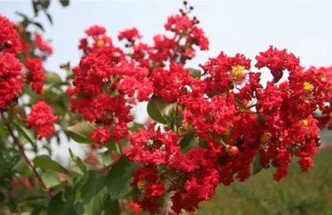 紫薇種子什么時候種?紫薇種子的播種方法 紫薇種子什么時候種?紫薇種子的播種方法