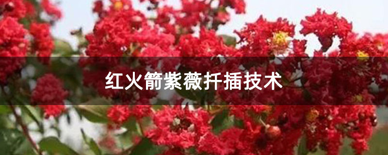 紅火箭紫薇扦插技術 紅火箭紫薇扦插技術