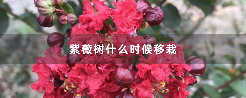 紫薇樹什么時候移栽 紫薇樹什么時候移栽