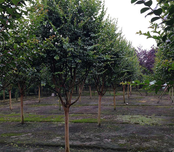 紫薇樹基地實拍