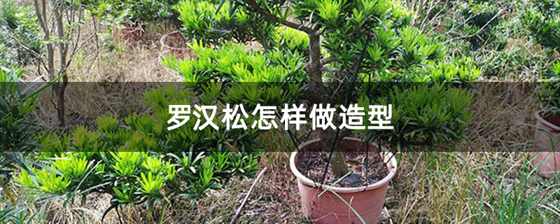 羅漢松怎樣做造型 羅漢松怎樣做造型