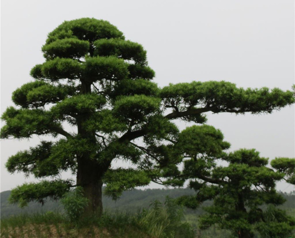 羅漢松