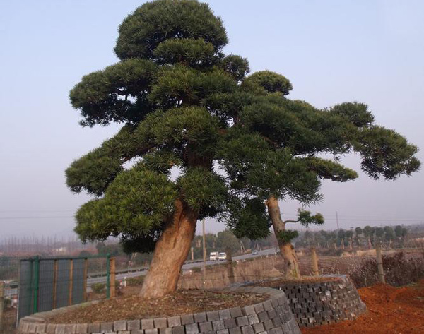 羅漢松