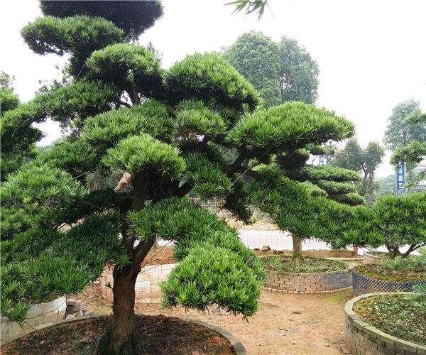 造型羅漢松 造型羅漢松
