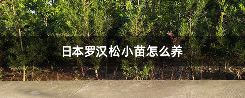 日本羅漢松小苗怎么養 日本羅漢松小苗怎么養