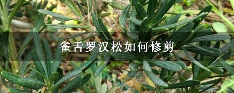 雀舌羅漢松如何修剪 雀舌羅漢松如何修剪