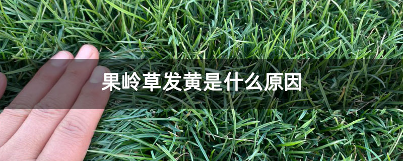 果嶺草發黃是什么原因