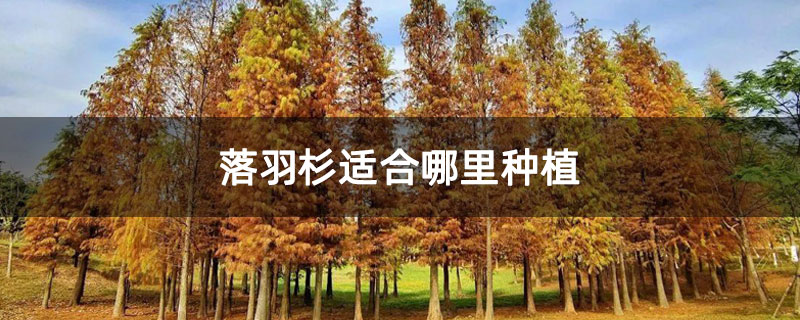 落羽杉適合哪里種植 落羽杉適合哪里種植