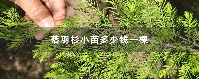 落羽杉小苗多少錢一棵 落羽杉小苗多少錢一棵