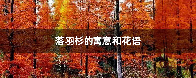 落羽杉的寓意和花語 落羽杉的寓意和花語