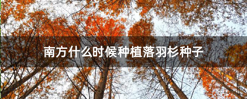 南方什么時候種植落羽杉種子 南方什么時候種植落羽杉種子