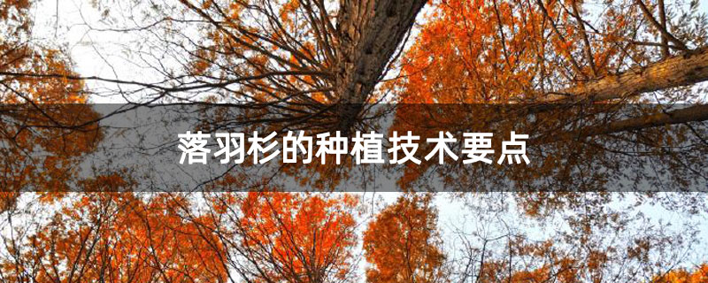 落羽杉的種植技術要點 落羽杉的種植技術要點