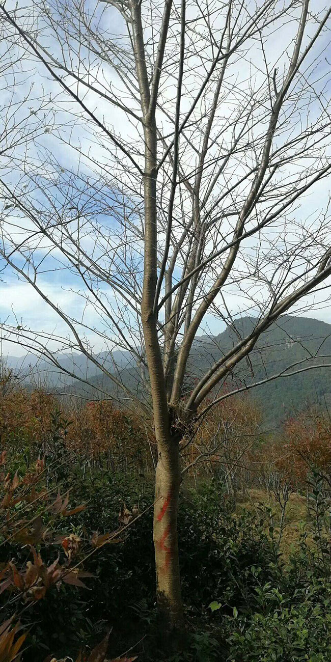 櫻花苗木價格多少錢一棵?櫻花如何種植? 櫻花苗木價格多少錢一棵?櫻花如何種植?