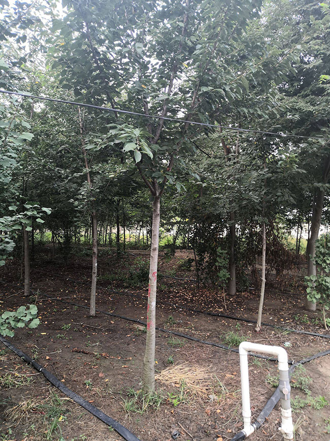 櫻花苗木價格多少錢一棵?櫻花如何種植? 櫻花苗木價格多少錢一棵?櫻花如何種植?