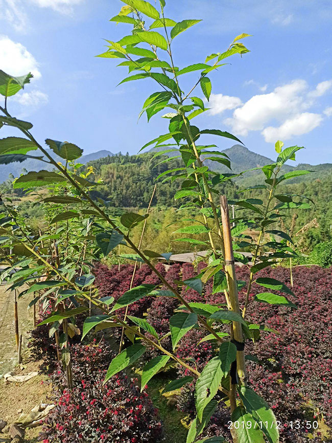櫻花苗木價格多少錢一棵?櫻花如何種植? 櫻花苗木價格多少錢一棵?櫻花如何種植?