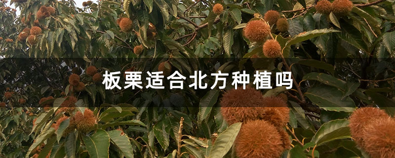 板栗適合北方種植嗎 板栗適合北方種植嗎