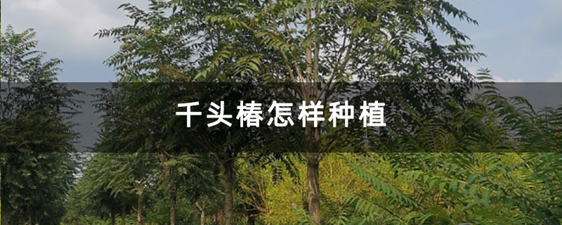 千頭椿怎樣種植 千頭椿怎樣種植