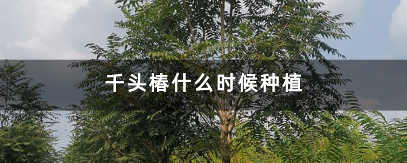 千頭椿什么時候種植 千頭椿什么時候種植