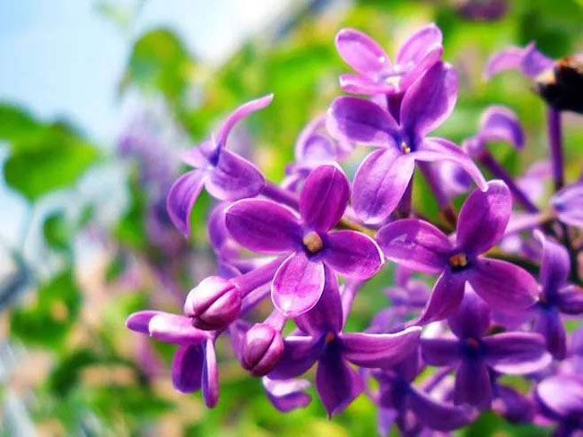 丁香花花語 丁香花花語